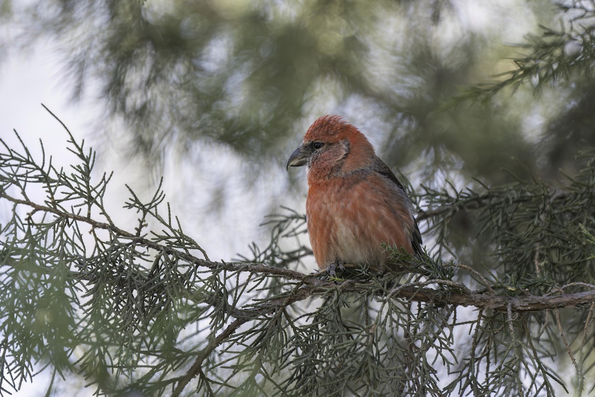 White-winged Crossbill - ML619926737