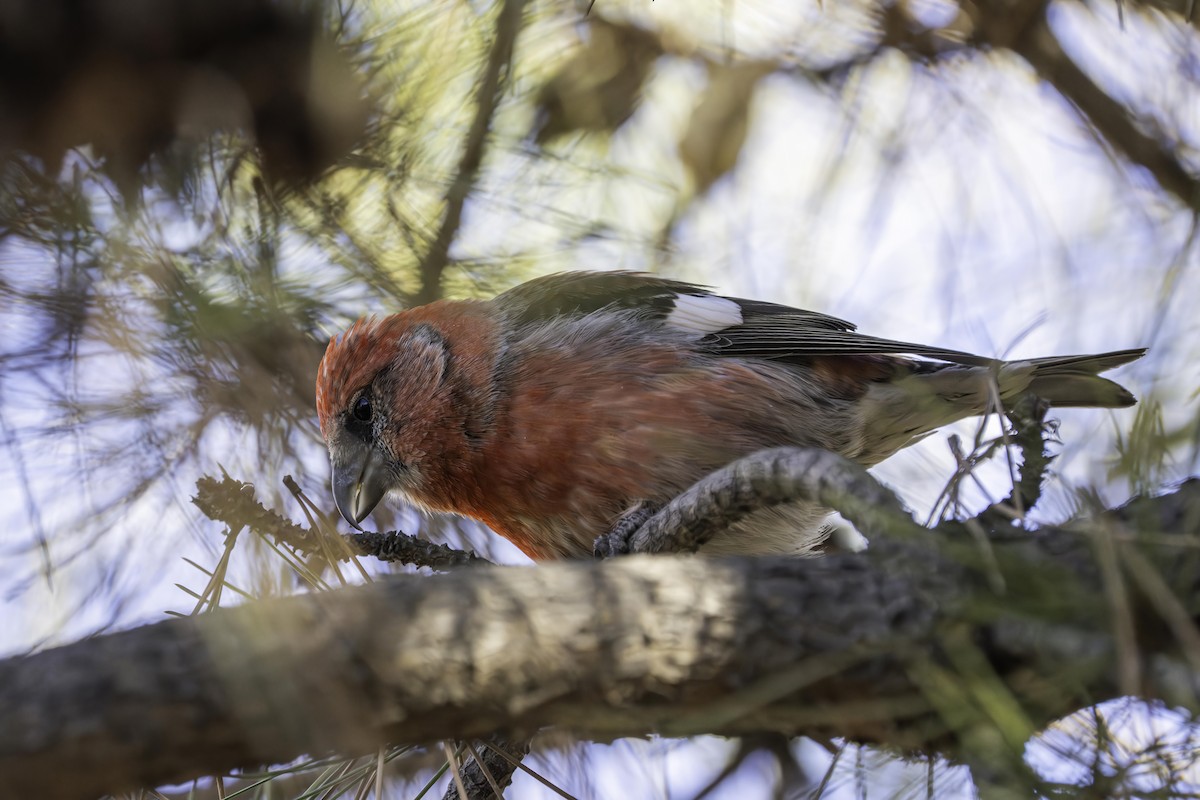 Mokoker hegalzuria - ML619926738