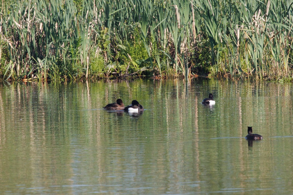 Tufted Duck - ML619926748