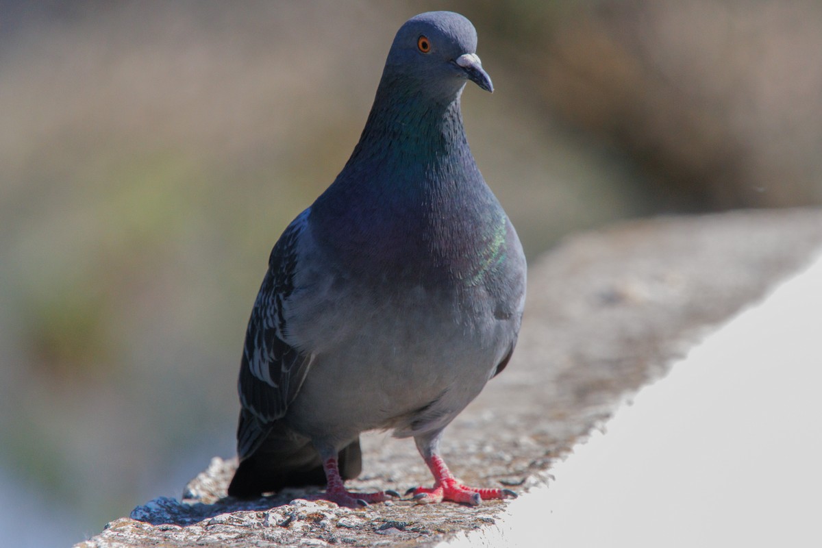Rock Pigeon (Feral Pigeon) - ML619926751