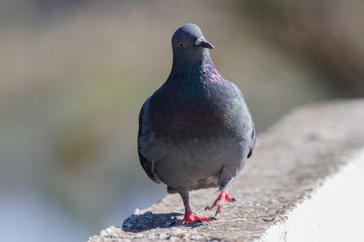 Rock Pigeon (Feral Pigeon) - ML619926752