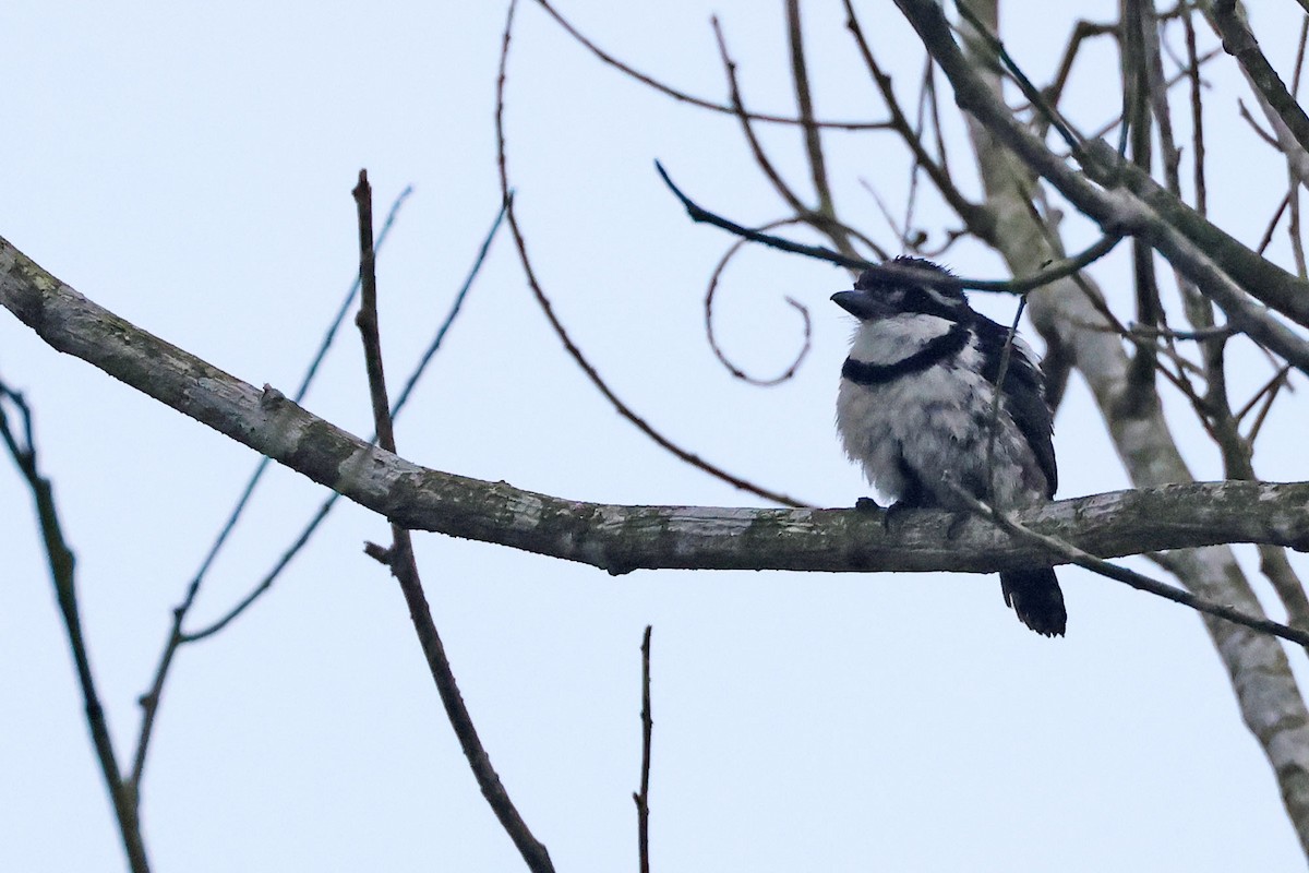 Pied Puffbird - Trevor Hardaker