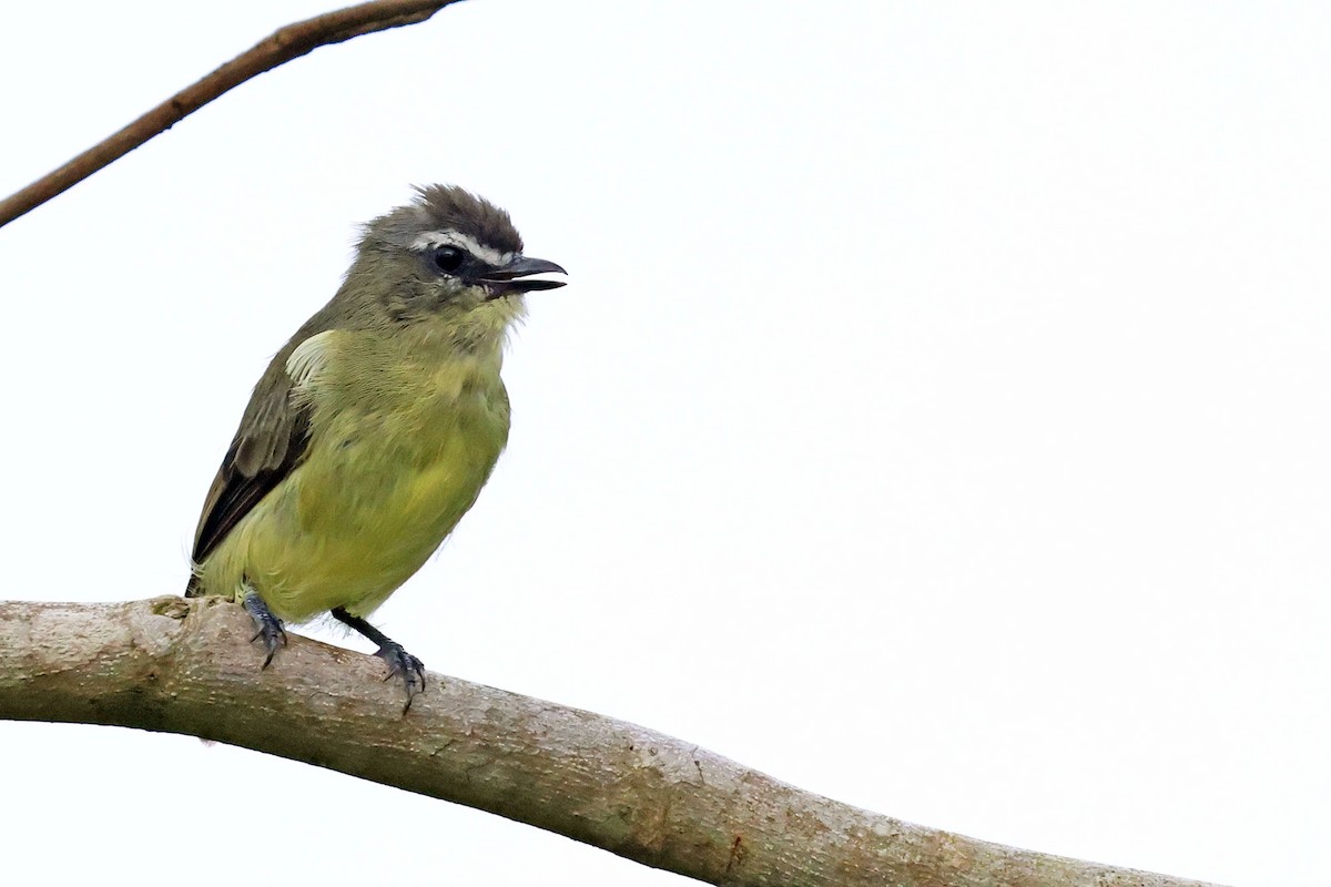 Brown-capped Tyrannulet - ML619926759