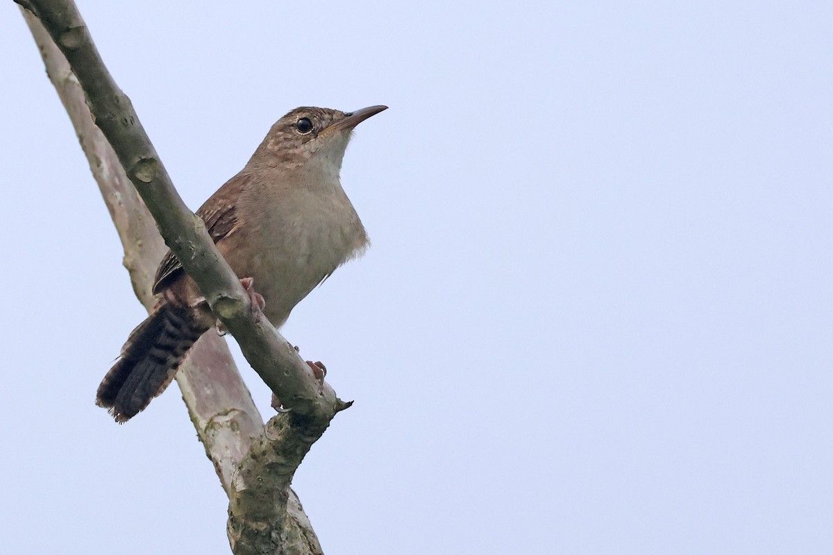 House Wren (Southern) - ML619926764