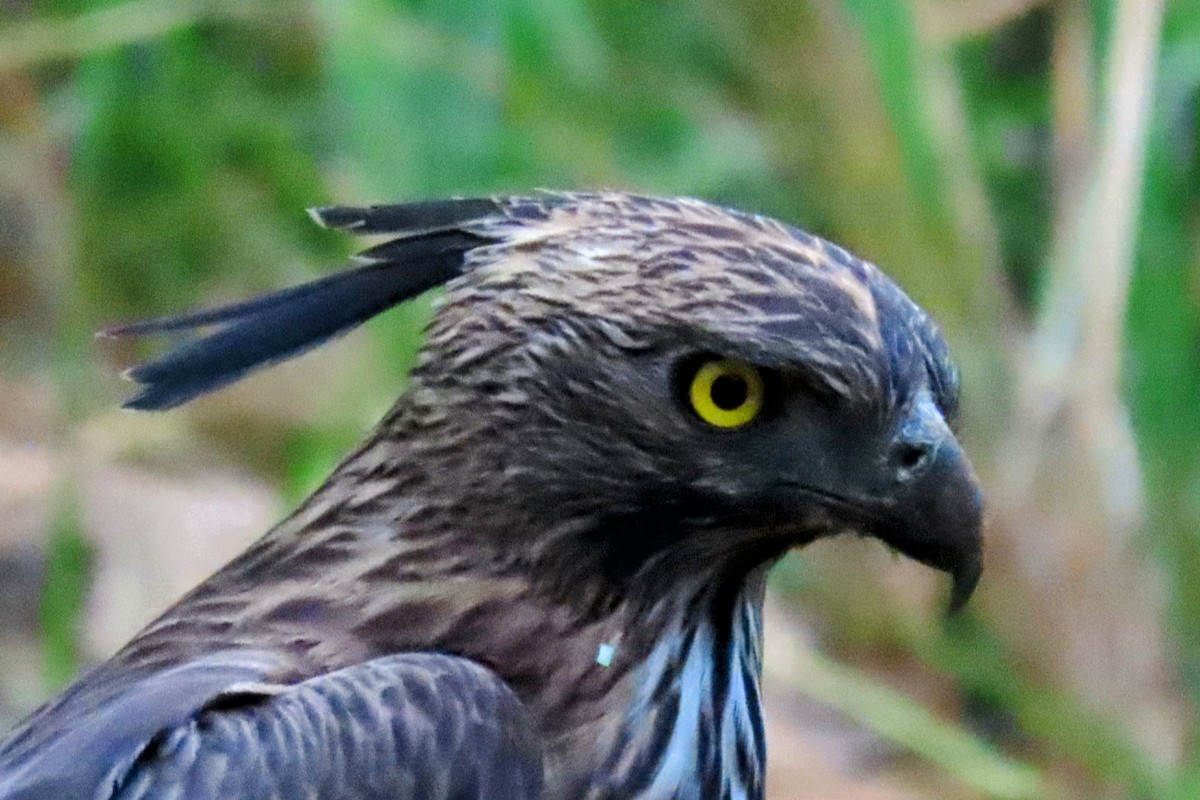 Changeable Hawk-Eagle - ML619926772