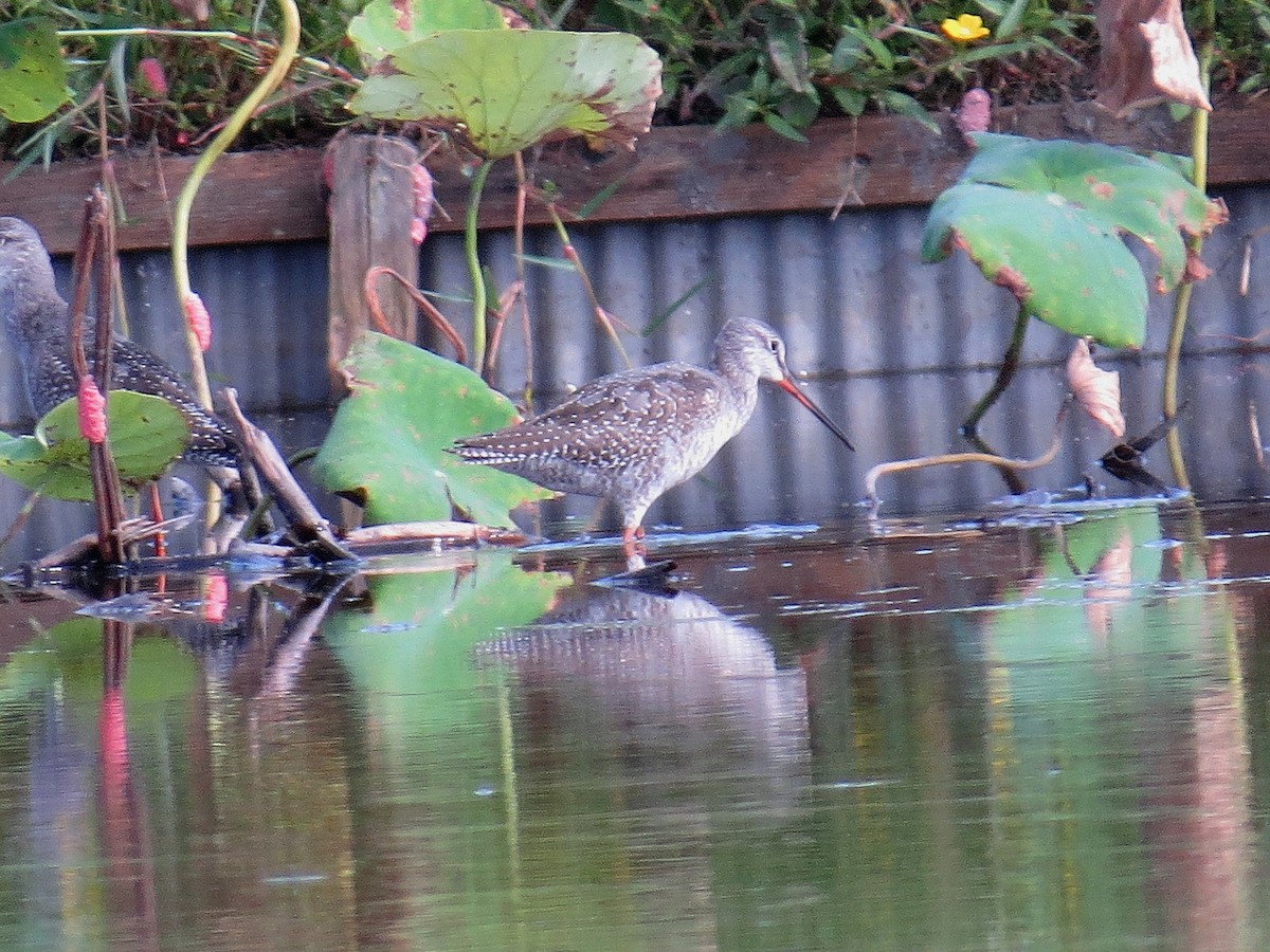 Spotted Redshank - ML619926775