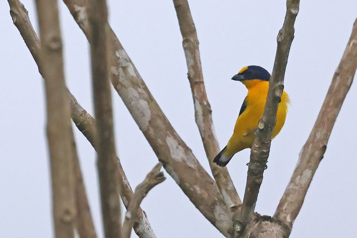 Thick-billed Euphonia (Black-tailed) - ML619926776