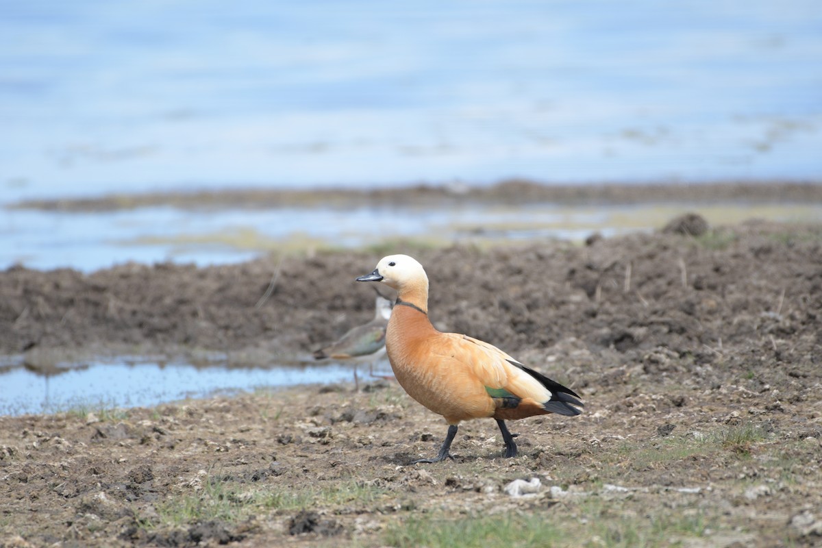 Ruddy Shelduck - ML619926786