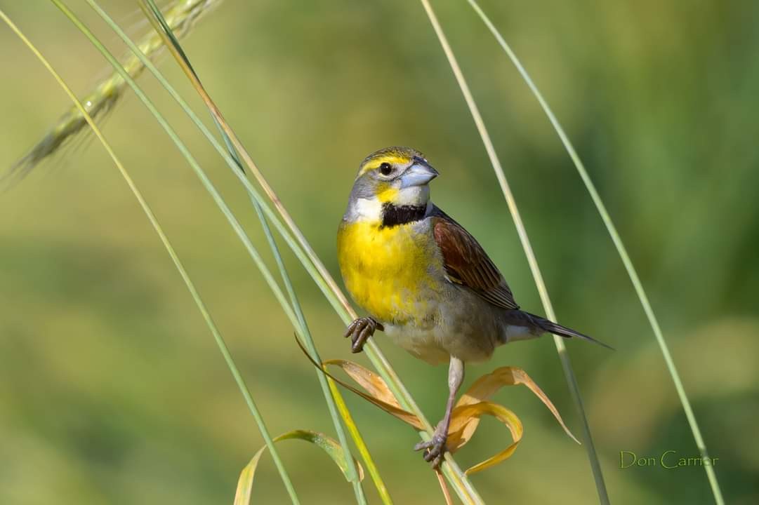 Dickcissel - ML619926788