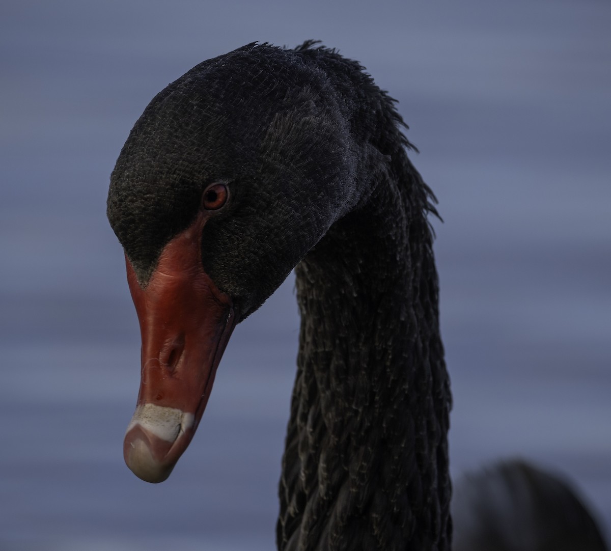 Black Swan - ML619926793