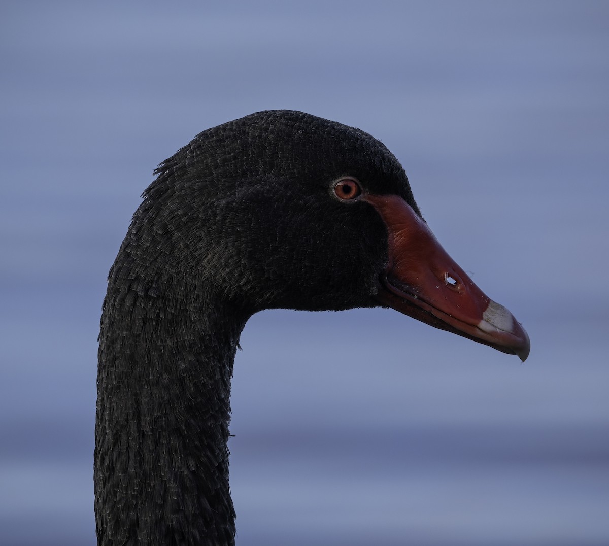 Black Swan - ML619926794