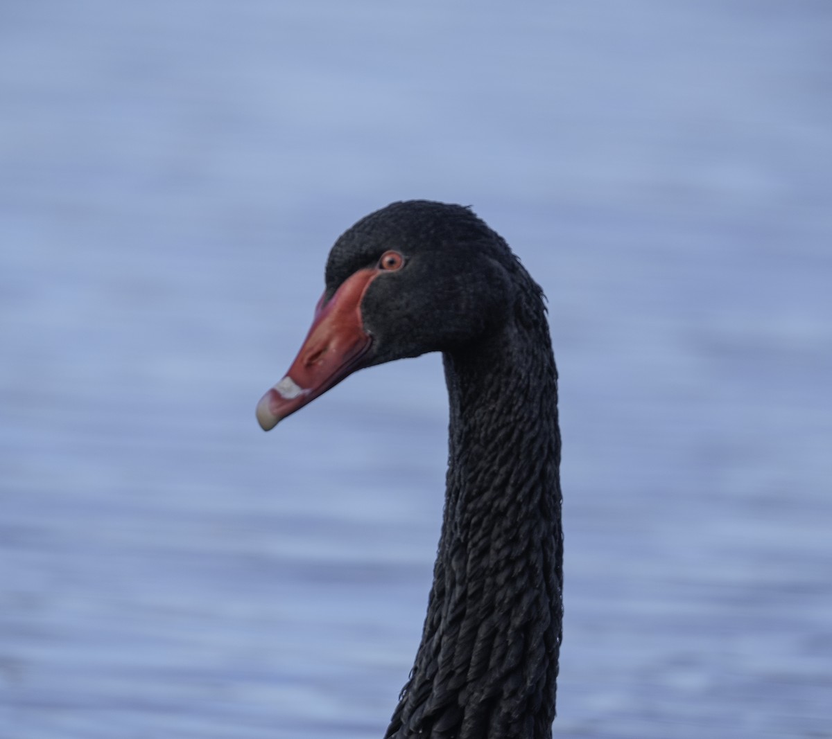 Black Swan - ML619926795
