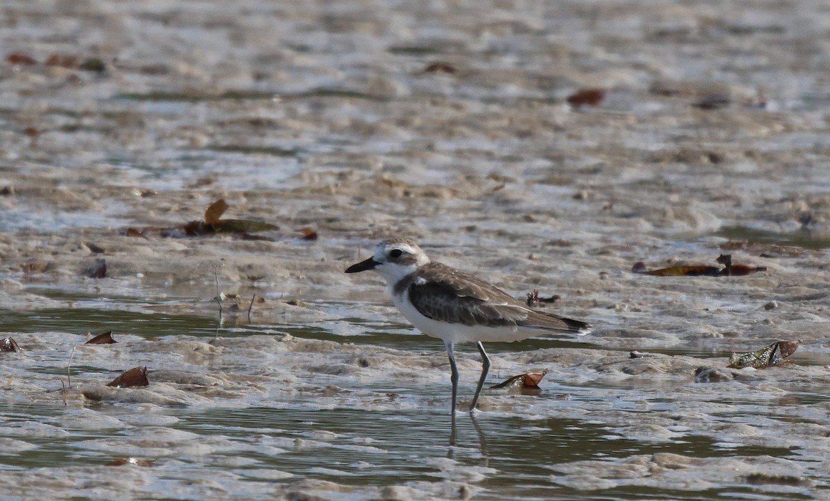 Greater Sand-Plover - ML619926798