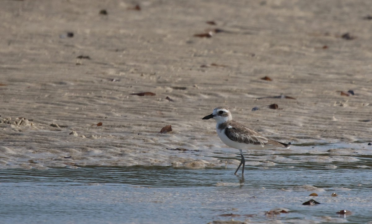 Greater Sand-Plover - ML619926800