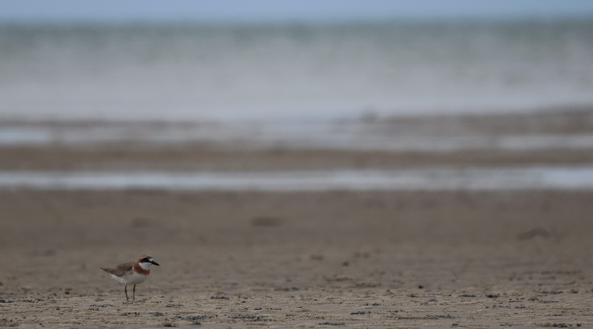 Greater Sand-Plover - ML619926802