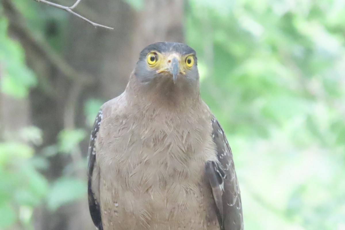 Crested Serpent-Eagle - ML619926809