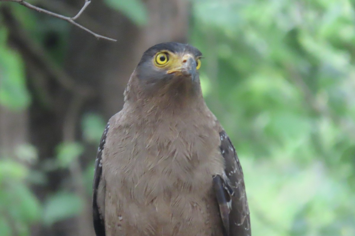 Crested Serpent-Eagle - ML619926810
