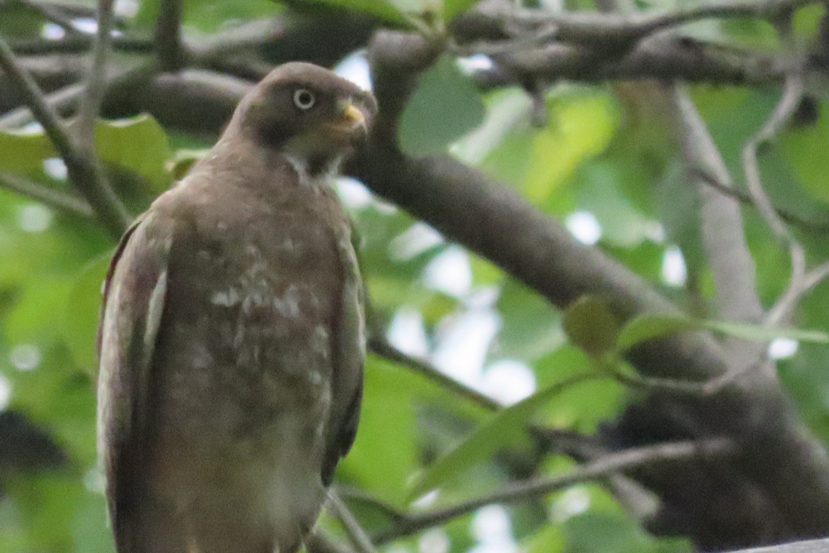 Crested Serpent-Eagle - ML619926812