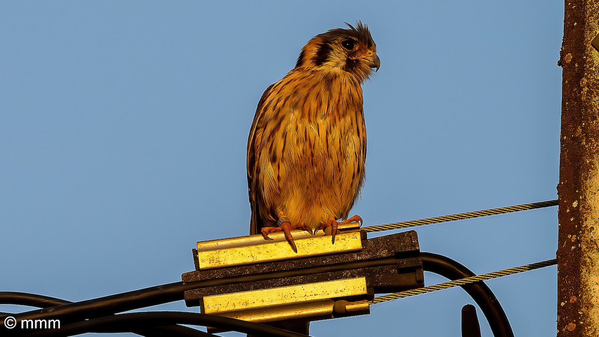 American Kestrel - ML619926832