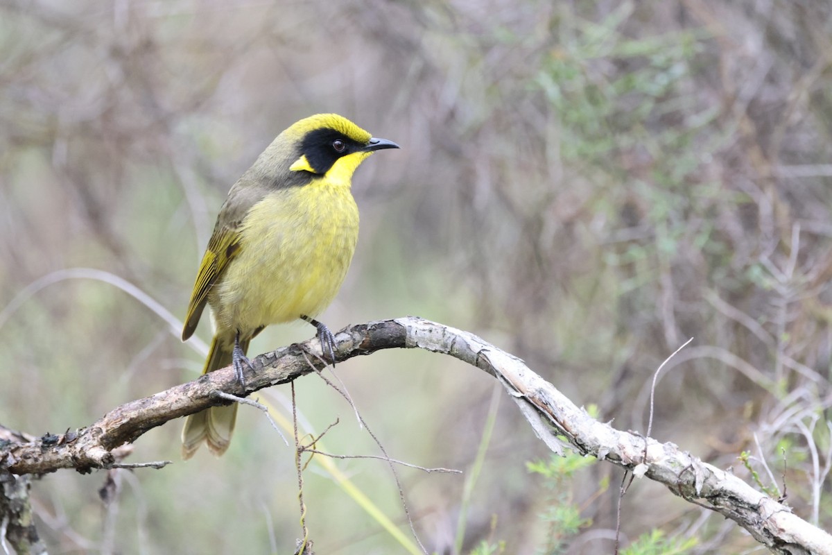 Yellow-tufted Honeyeater - ML619926852