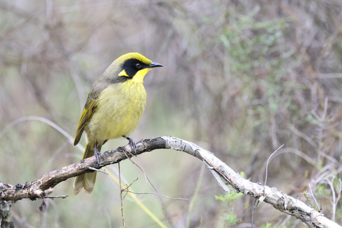 Yellow-tufted Honeyeater - ML619926855