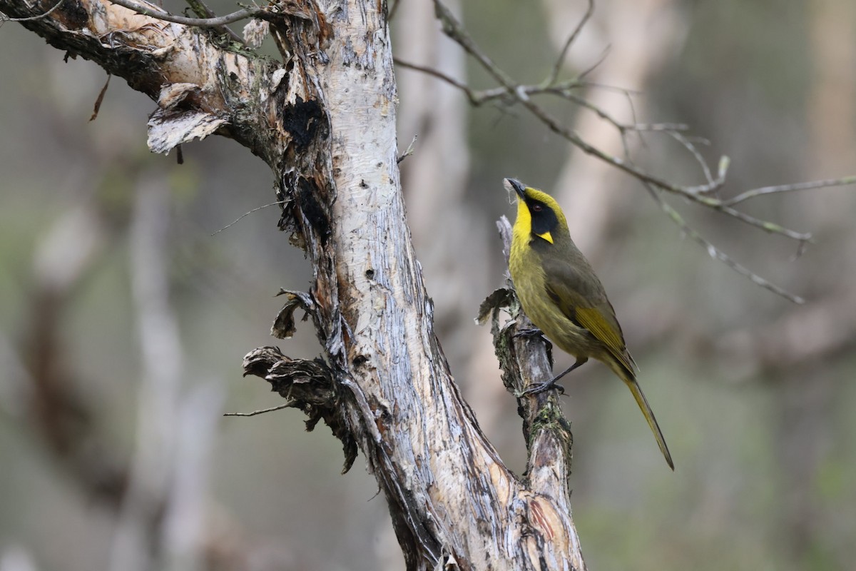 Yellow-tufted Honeyeater - ML619926861