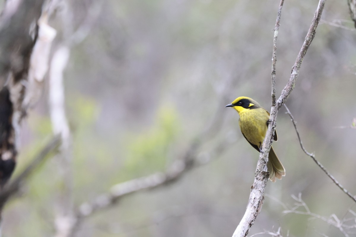 Yellow-tufted Honeyeater - ML619926863