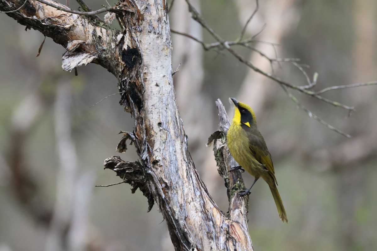 Yellow-tufted Honeyeater - ML619926865