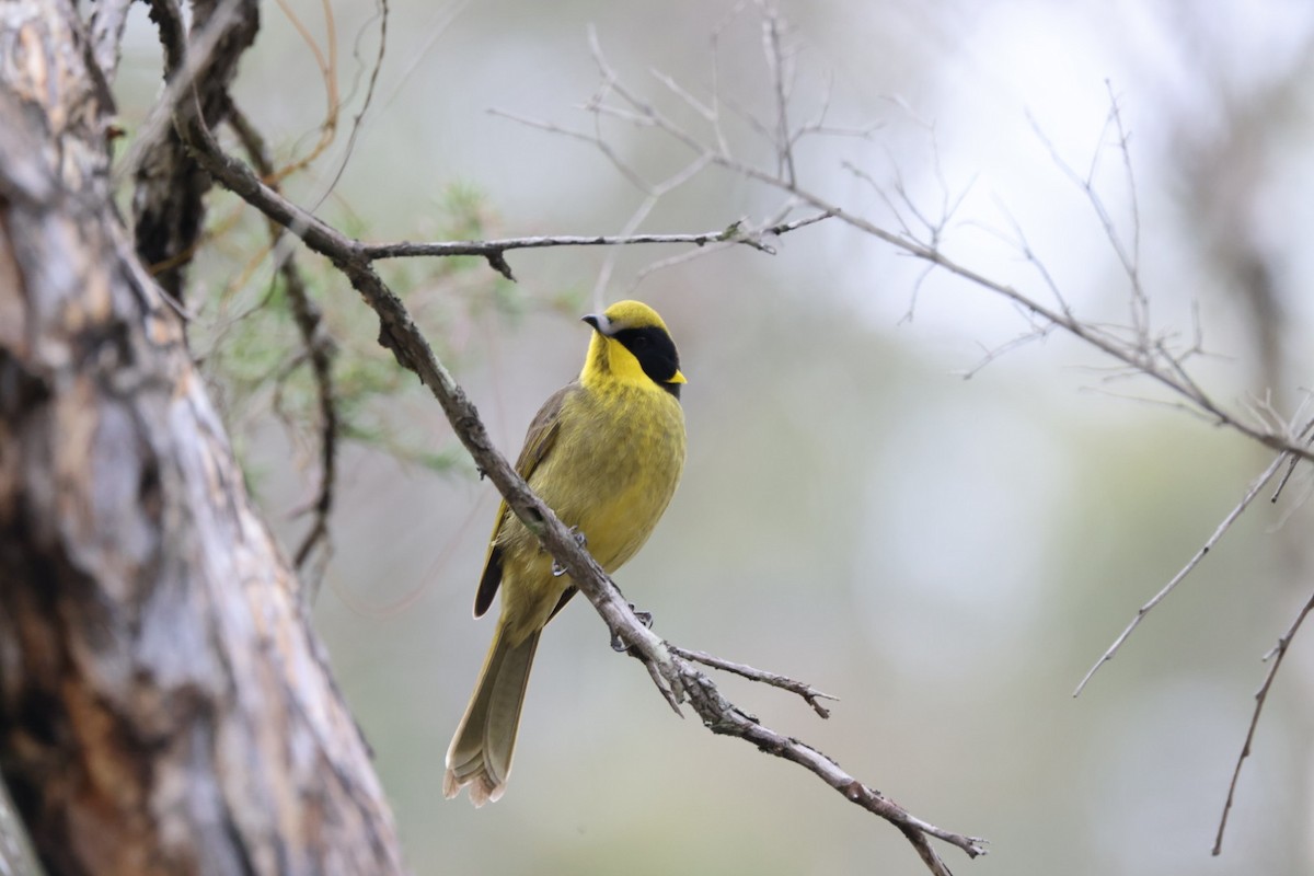 Yellow-tufted Honeyeater - ML619926867