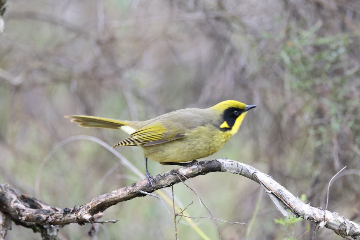 Yellow-tufted Honeyeater - ML619926869