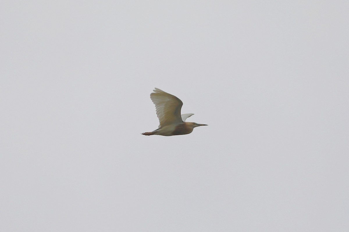 Javan Pond-Heron - ML619926887