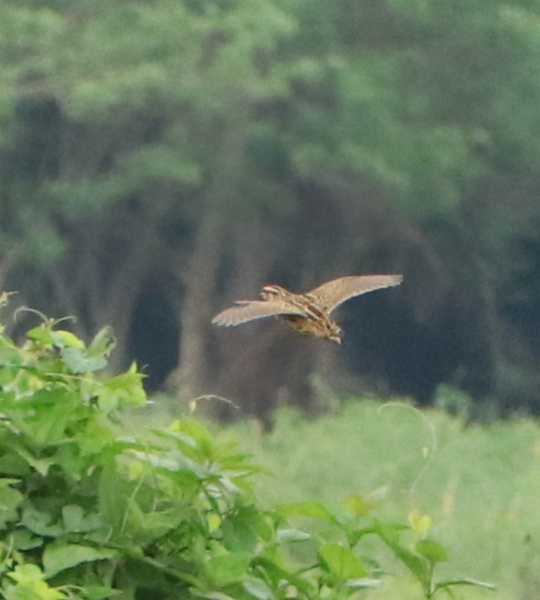 Rain Quail - ML619926891