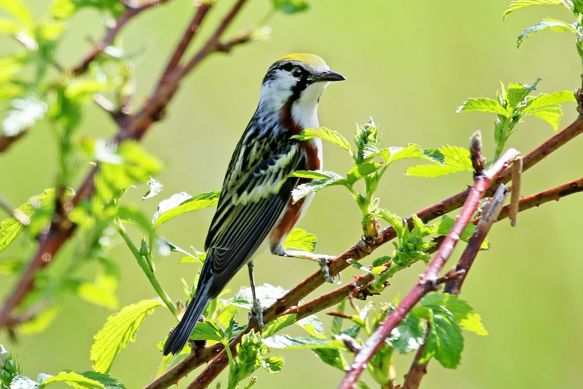 Gelbscheitel-Waldsänger - ML619926898