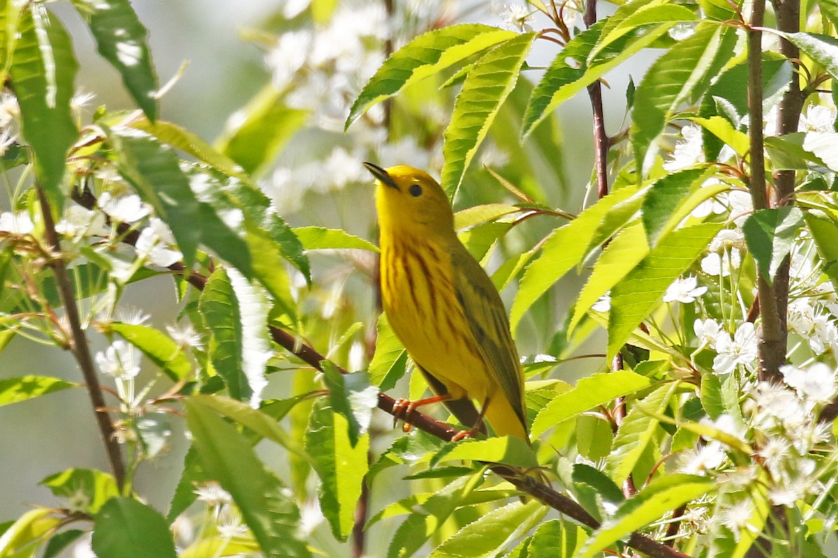 Yellow Warbler - ML619926903