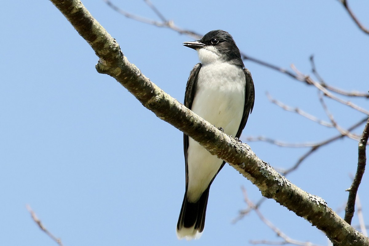 Eastern Kingbird - ML619926911