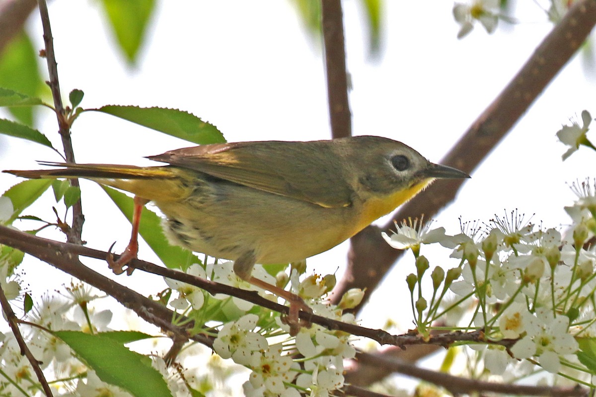 Common Yellowthroat - ML619926930