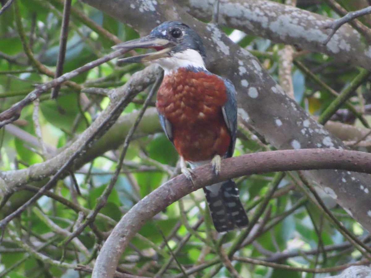 Ringed Kingfisher - ML619926965