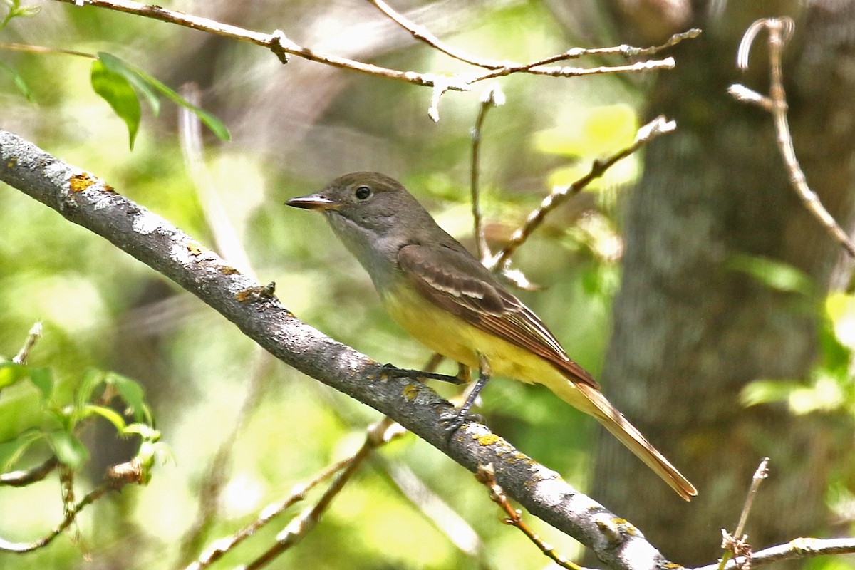 Great Crested Flycatcher - ML619926966