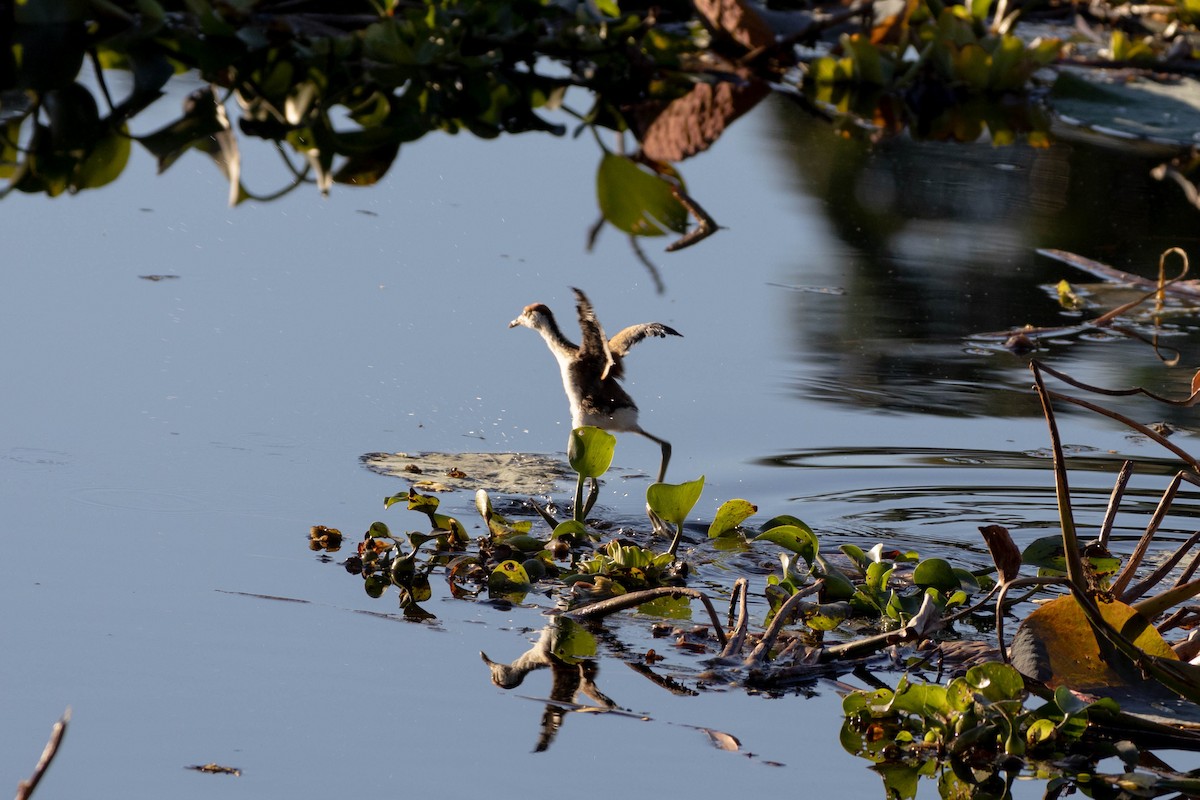 Comb-crested Jacana - ML619926968