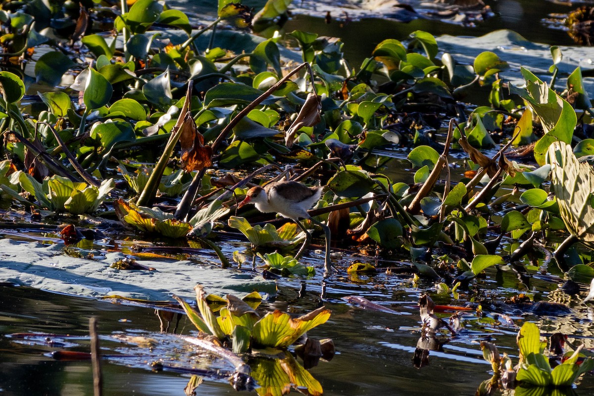 Comb-crested Jacana - Mitchell Heide