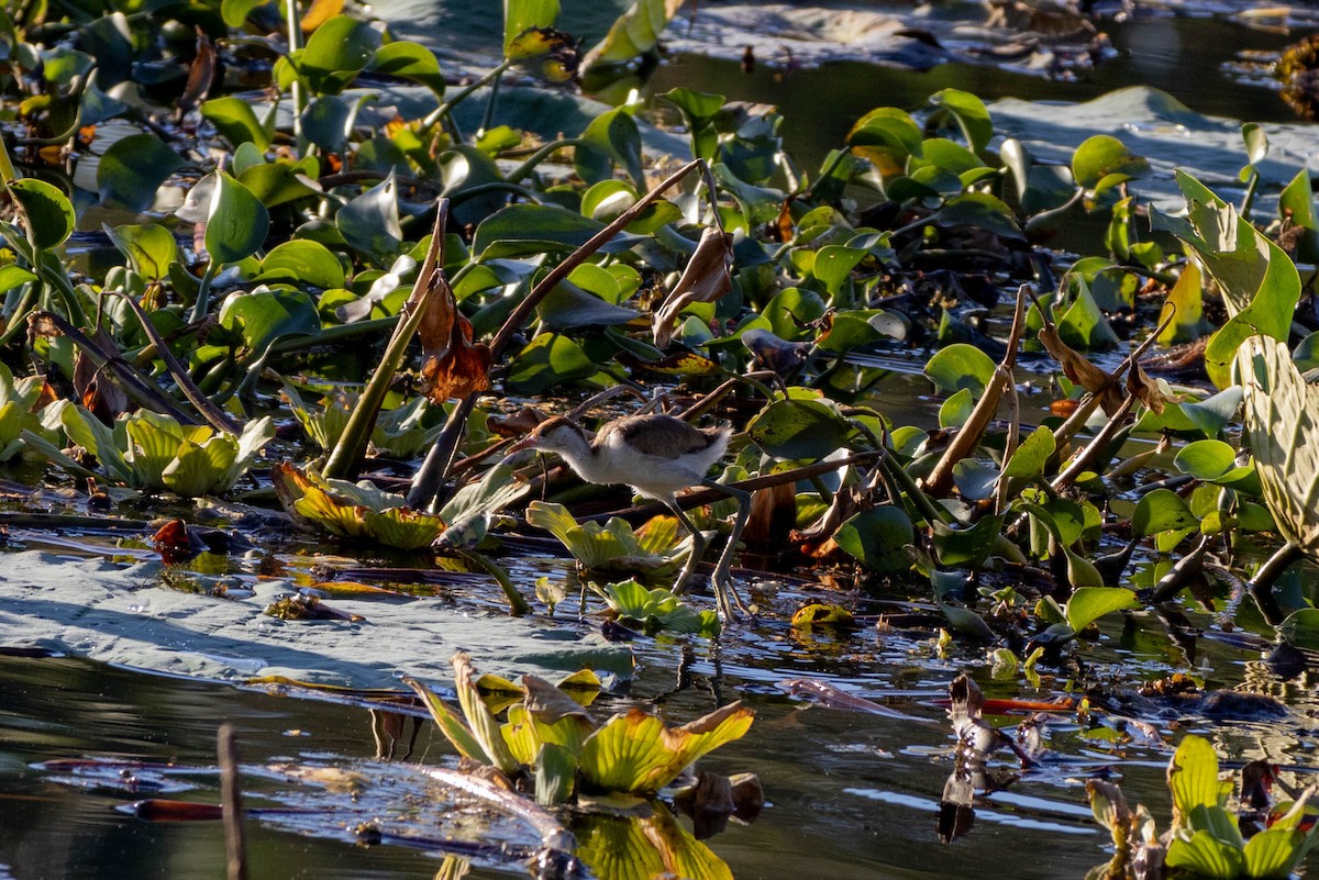 Comb-crested Jacana - ML619926971