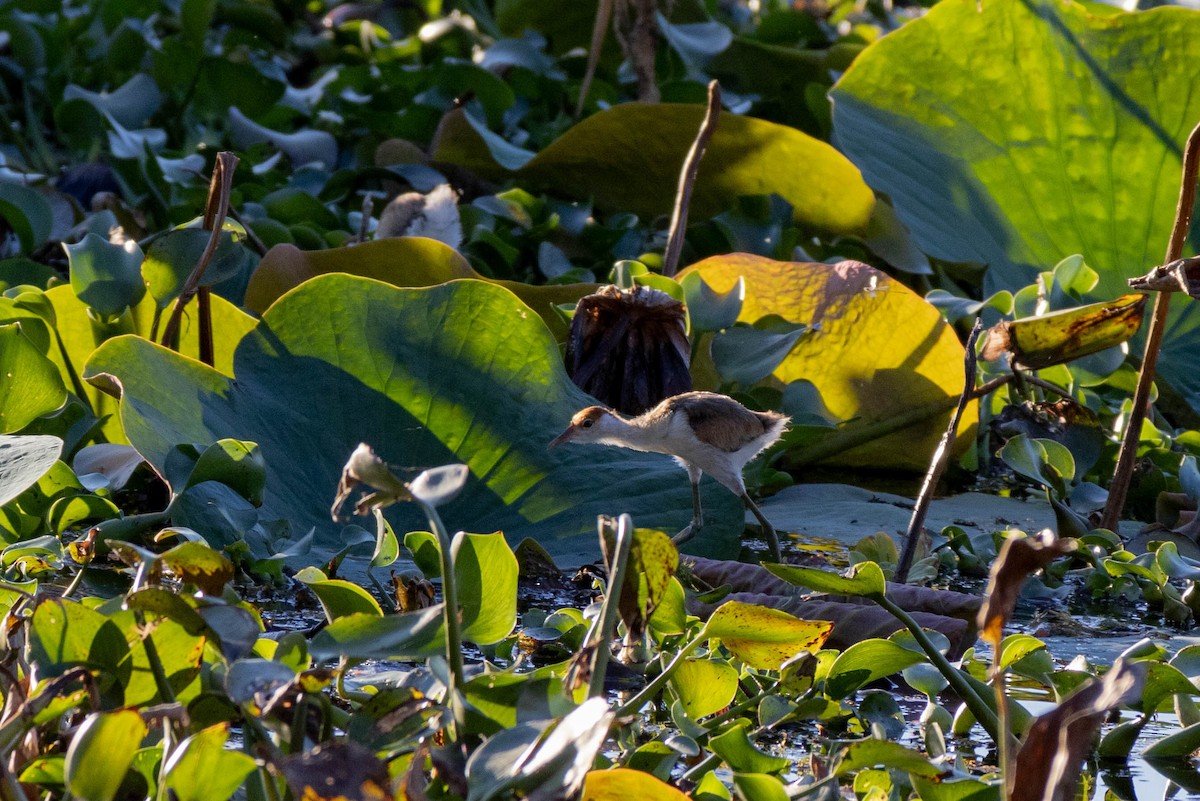 Comb-crested Jacana - Mitchell Heide