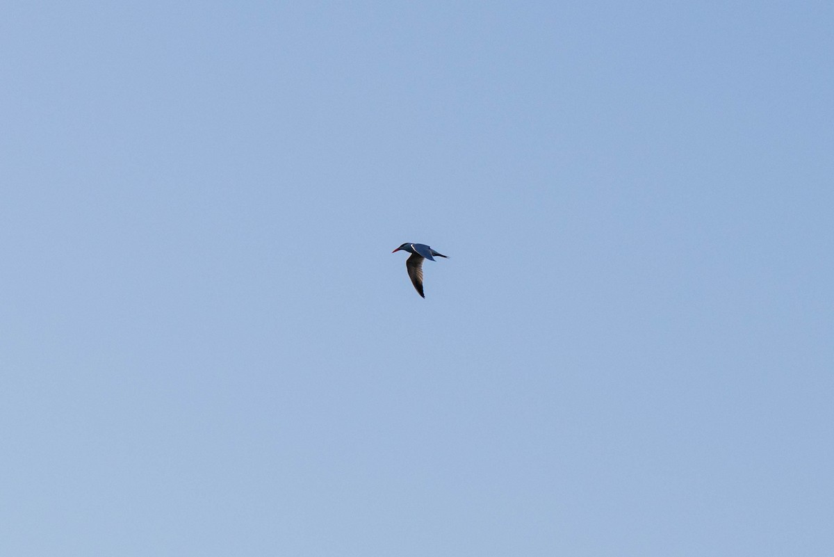 Caspian Tern - ML619926977