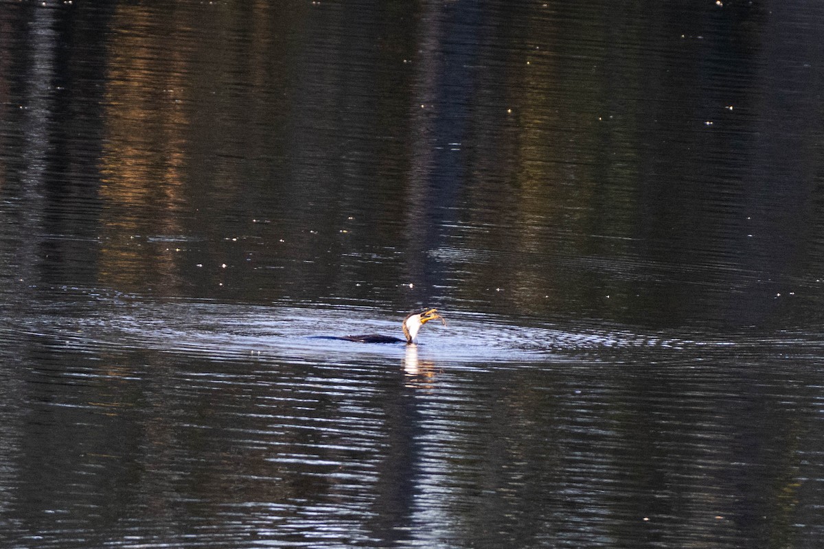 Little Pied Cormorant - ML619926980