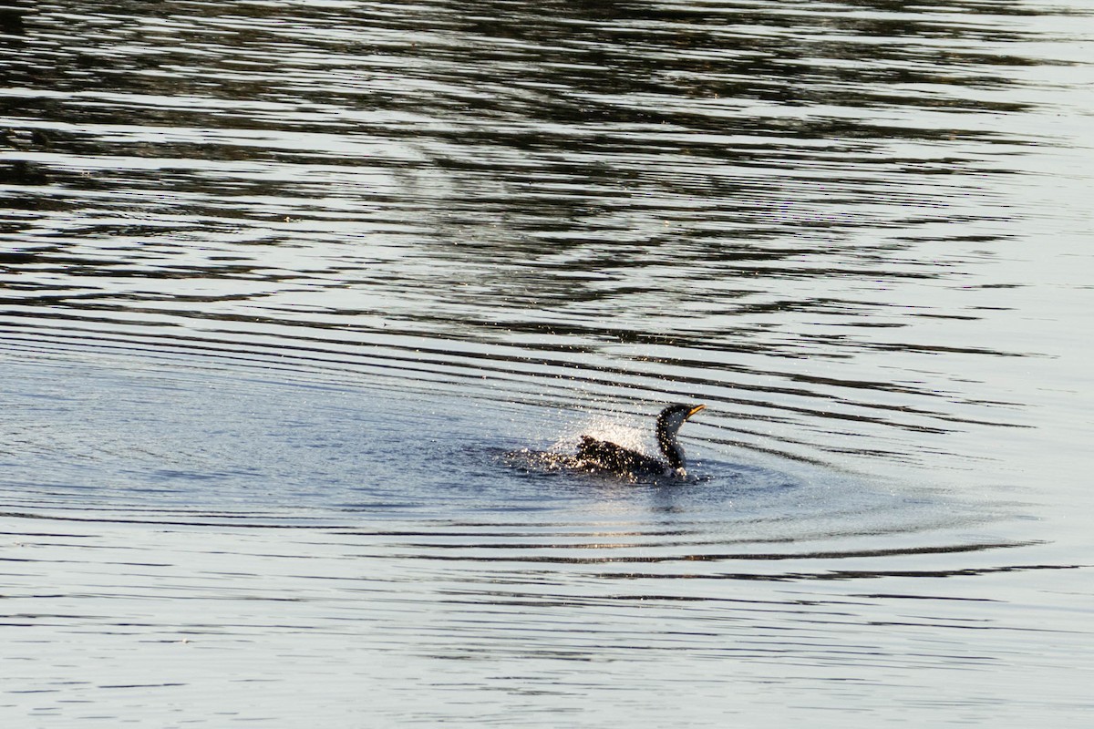 Little Pied Cormorant - ML619926981