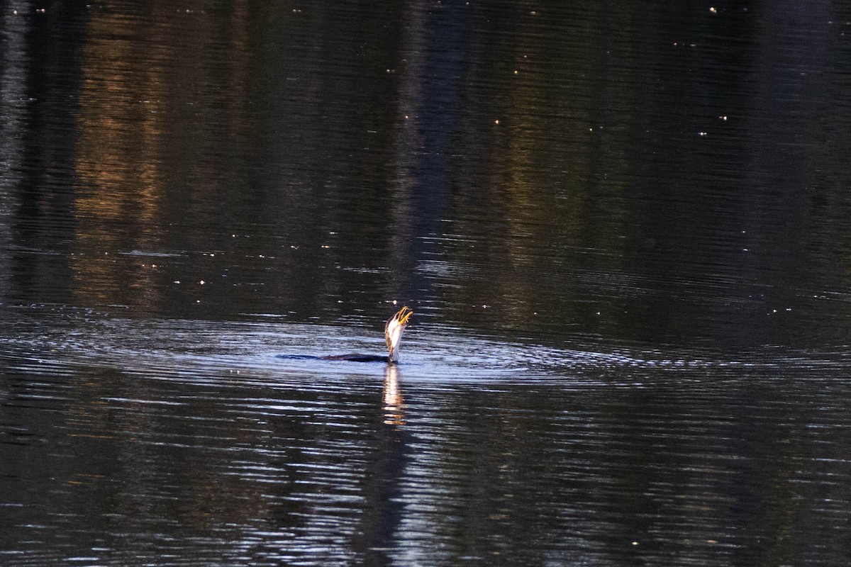 Little Pied Cormorant - ML619926982