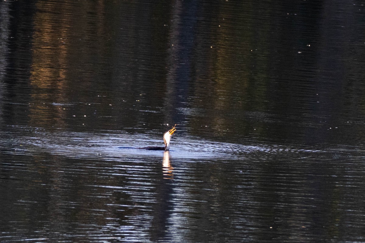 Little Pied Cormorant - ML619926983