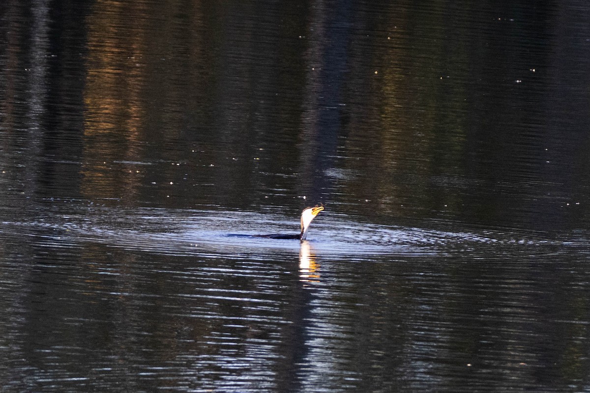 Little Pied Cormorant - Mitchell Heide