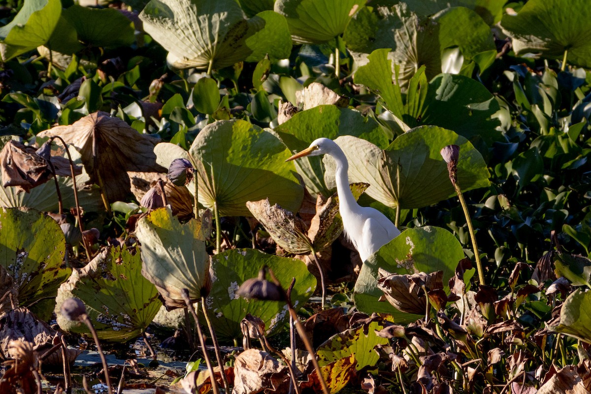 Plumed Egret - ML619926987