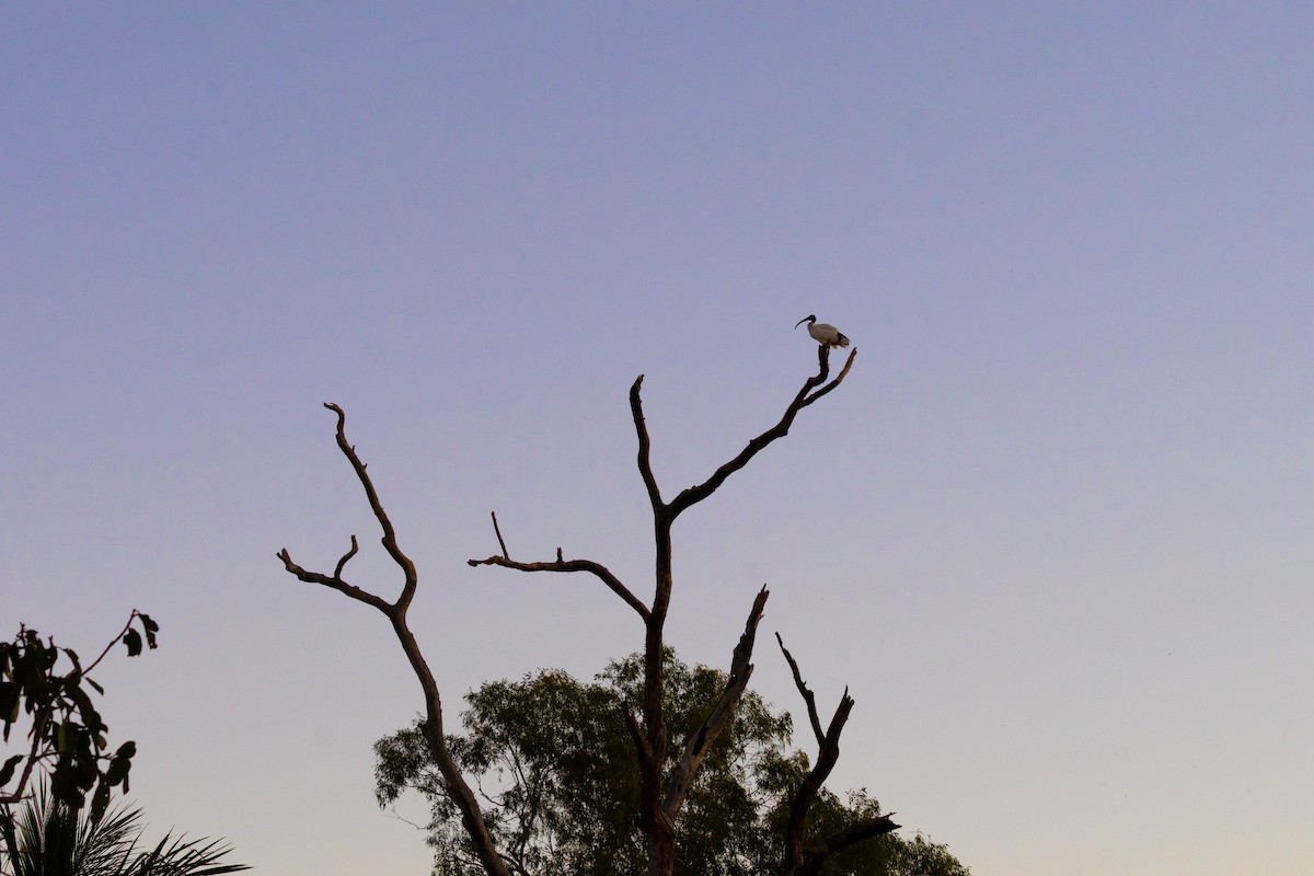 ibis australský - ML619926988